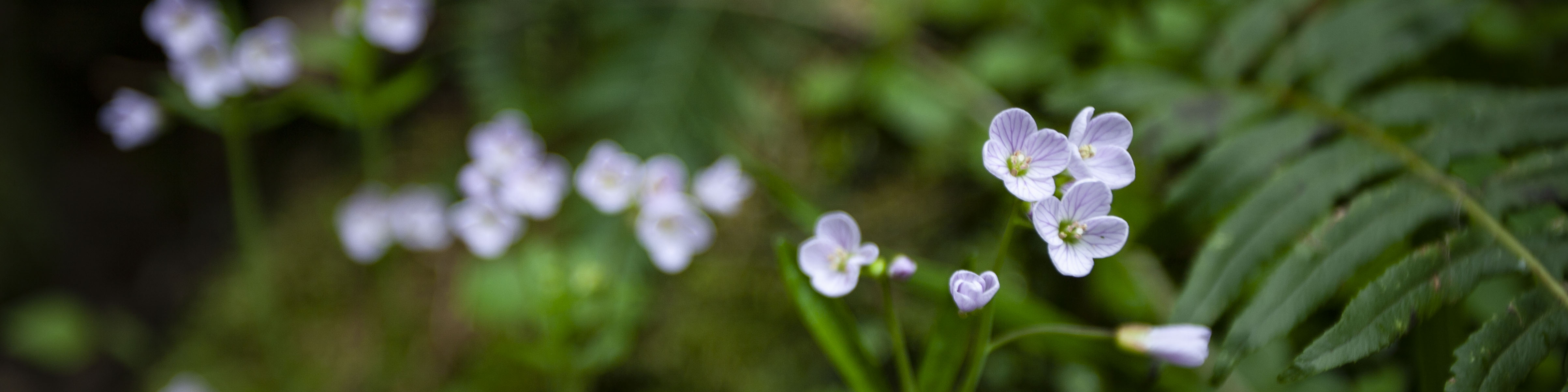 Kailey Fry Coaching - Section Divider