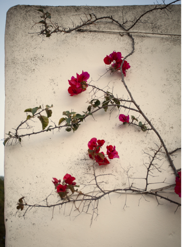 Kailey Fry - Health & Wellness Coach